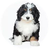 Bernedoodle