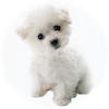 Bichon