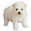 Bichonpoo