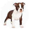 Boston Terrier