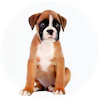 Boxer