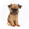 Brussels Griffon