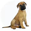 Bullmastiff