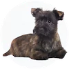 Cairn Terrier