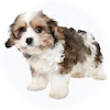 Cavachon
