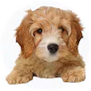 Cavapoo