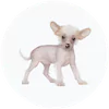 Chinese Crested