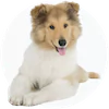 Collie