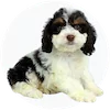 Cockapoo