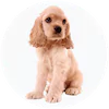 Cocker Spaniel