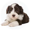 Bearded Collie