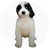 Bernardadoodle