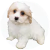 CavaTzu