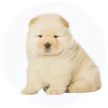 Chow Chow
