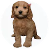 Cockadoodle