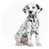 Dalmatian