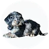 Doxiepoo