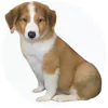 English Shepherd