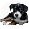 Greater Swiss Mountain Dog