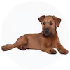 Irish Terrier