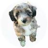 Mini Aussiepoo