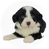 Mini Bernedoodle