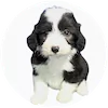 Miniature Sheepadoodle