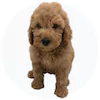 Moyen Poodle