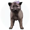 Norwegian Elkhound