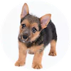 Norwich Terrier