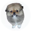 Pekapom