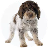 Portuguese Water Dog