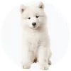 Samoyed