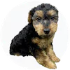 Welsh Terrier