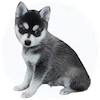Alaskan Klee Kai