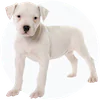 American Bulldog