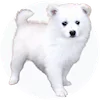 American Eskimo
