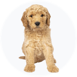 Goldendoodle