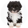 Havanese