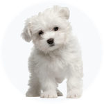 Maltese