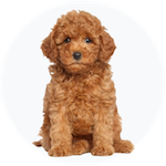Poodle