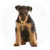 Airedale Terrier
