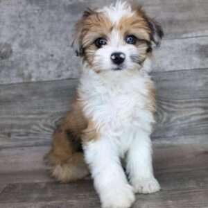 Mini Aussiedoodle