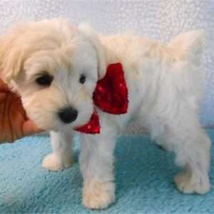 Miniature Schnauzer