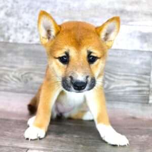 Shiba Inu