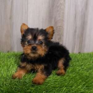 Silky Terrier