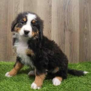 Bernese Mountain Dog 8325