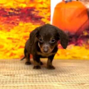 Dachshund 2356
