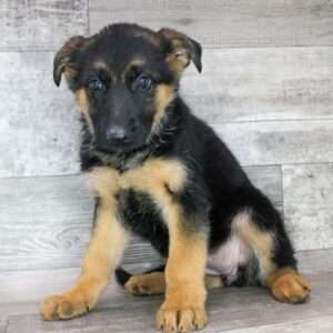 German Shepherd 6226