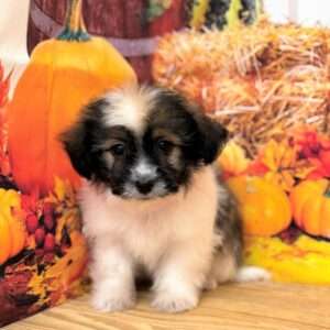 Havanese 2325